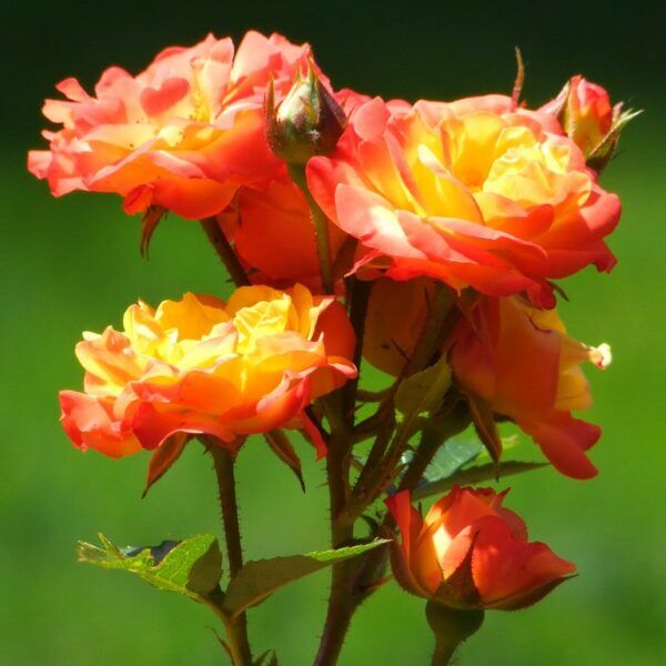 Rumba floribunda csokros 30-70cm
